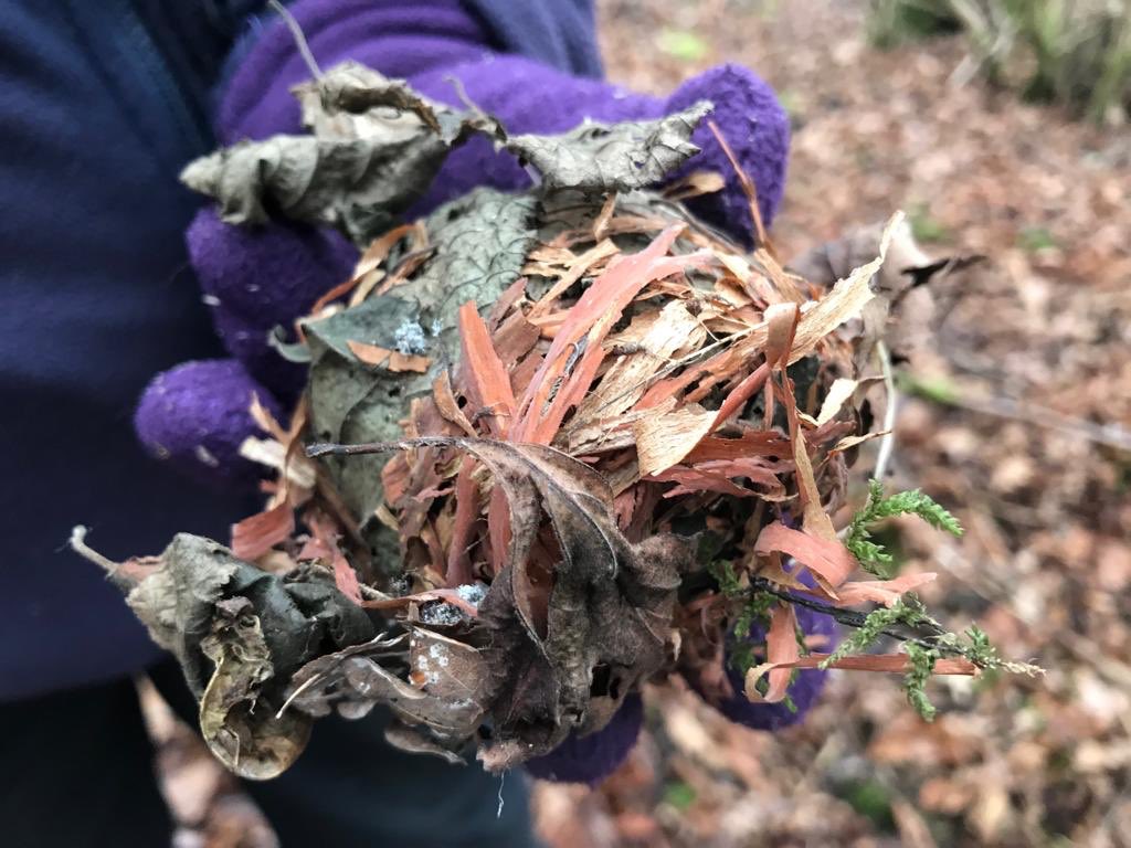 WhitcherWild's tweet image. Hazel dormice, one of the structural engineers of the natural world. #hazeldormice #nest #mammals #ecology #Suffolk