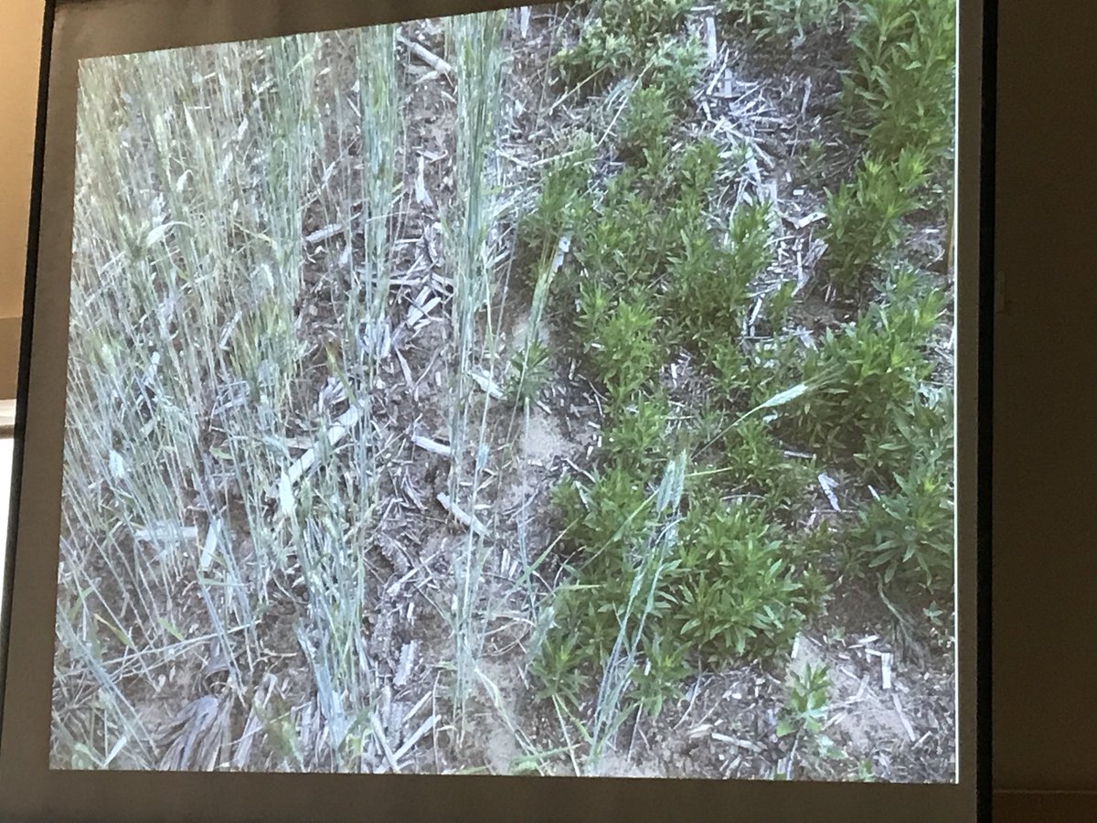 <a href="/cowbrough/">Mike Cowbrough</a> showing us the allelopathic properties of cereal rye #covercrops on certain weeds like fleabane #EOCC19 Still lots to learn about this one, but it’s exciting!