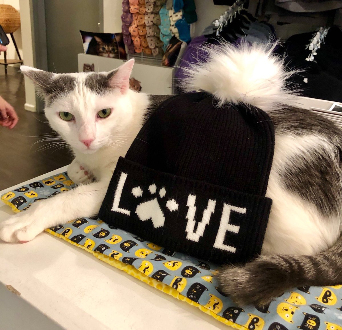 Unlimited Breadsticks hopes everybody stays warm like him today! (Yes, he’s up for adoption too!)