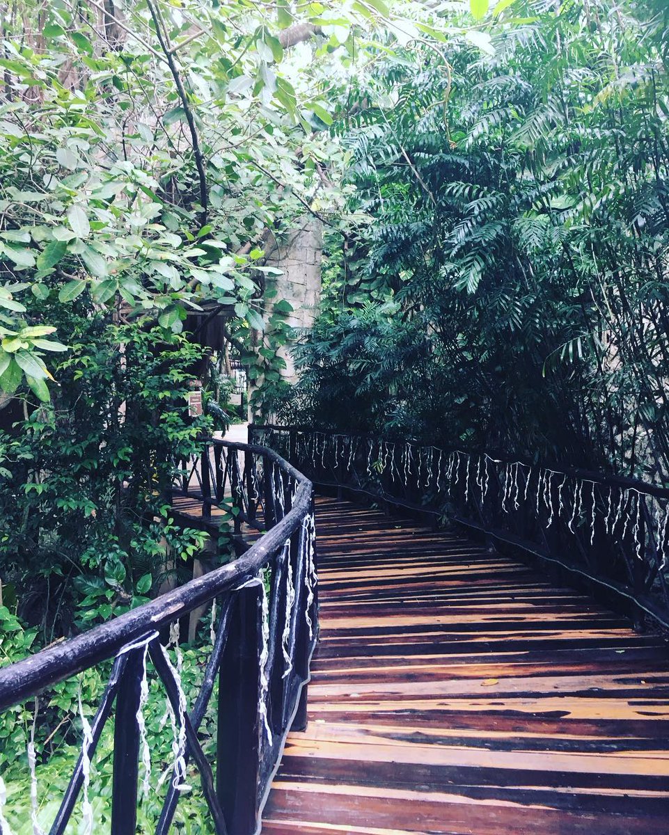 The Reef Playacar tweet media