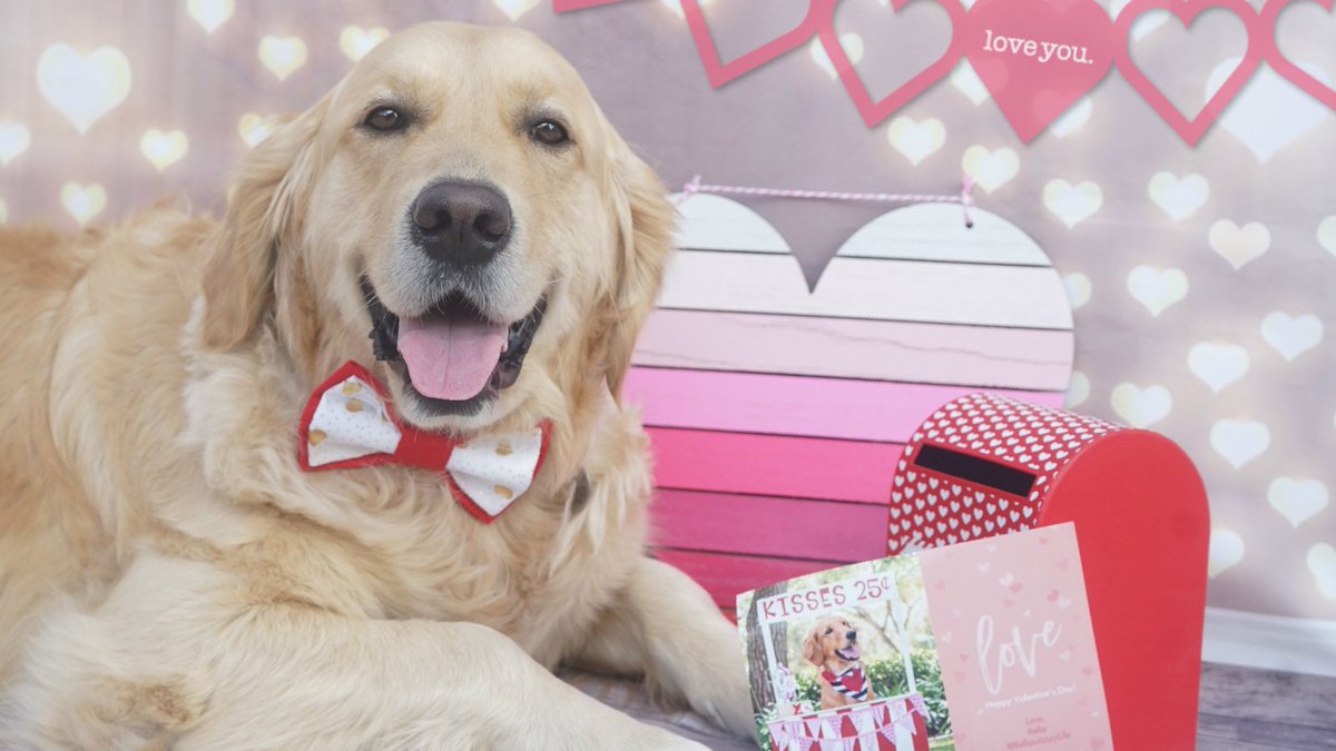 Woofs ❤️⁣ Friendship starts in loving hearts ❤️ I’m honored to have #ValentineLove from #pawsome furfriends 
#feelingloved❤️ KORU BEAR ⁣ bit.ly/GoldenWoofsIG