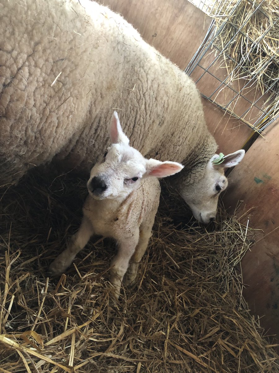 BrymoreFarm's tweet photo. With have now started lambing with a ram lamb from one of our pedigree #beltex ewes #brymore #lambing #sheep #agriculture #farm #letthefunbegin #itstheseason #sheepofinstagram #backbritishfarming #redtractor https://t.co/ger21qD3vG