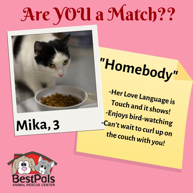 3 yrs old beautiful, #greeneyedgirl who is very sweet and affectionate. She is happy to watch the birds outside the window or curl up on your lap. She would make any home complete! #findlove #adoptdontshop #mika #bestpalsarc