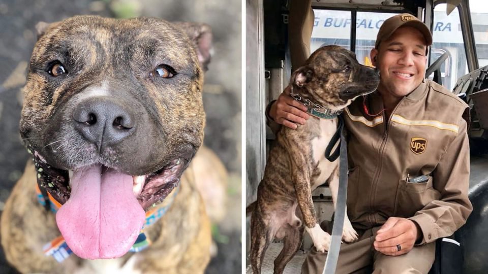 RoverDotCom's tweet photo. UPS Driver Adopts Shelter Dog He Met by Chance on His Route https://t.co/1CZVcPcSy4 https://t.co/t0kuH4z6Cc