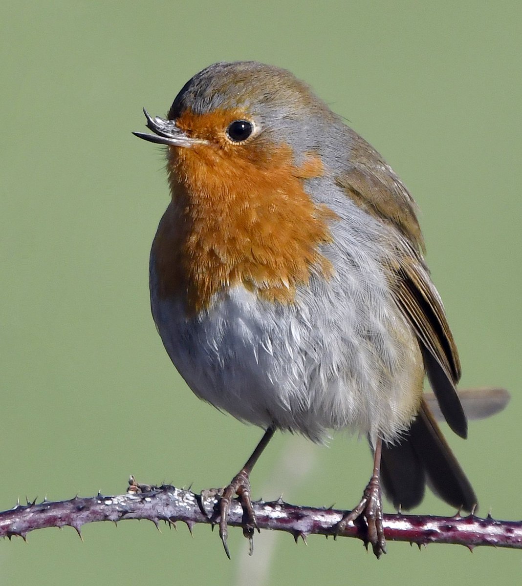 CarlBovisNature's tweet image. Meet 'Broke-beak' the Robin.
He doesn't think he's cute anymore..... 😢

Retweet if you still think he's cute! 😍