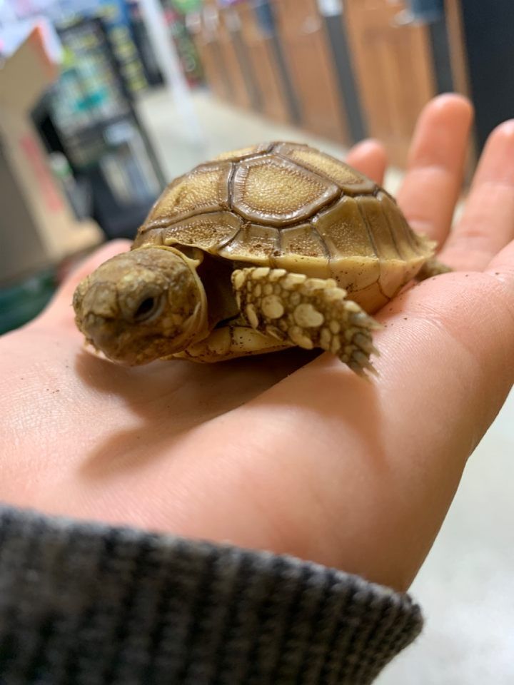 PetlandKansas's tweet photo. Slow and steady but turtlely cute! 🐢❤️

#petlandoverlandpark #petland #overlandpark #overland #turtle #turtlelover #adorable #cute #pet #turtleoftheday #photooftheday #turtlelove https://t.co/77LBLqFrgX