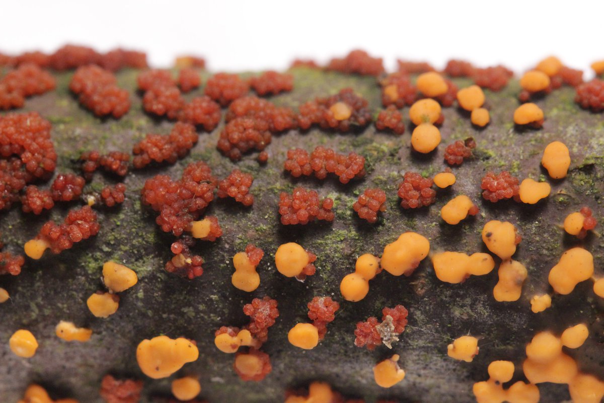 RPilze's tweet photo. Nectria cinnabarina s .str.

#mushroom #mushrooms #fungus #fungi #pilz #pilze #champignons #champignon #nature #natur #nectria #nectriacinnabarina #pustelpilz https://t.co/lCWDBOMCzX