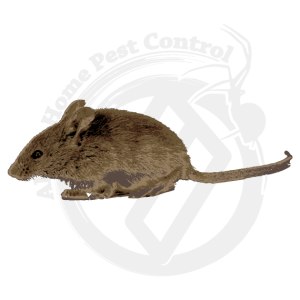 #Fact: Hantavirus and other harmful Viruses and Bacteria can still be found in #mice urine and feces long after the mice are gone. 
Clean Up Safety
alphahomepestcontrol.com/mice/