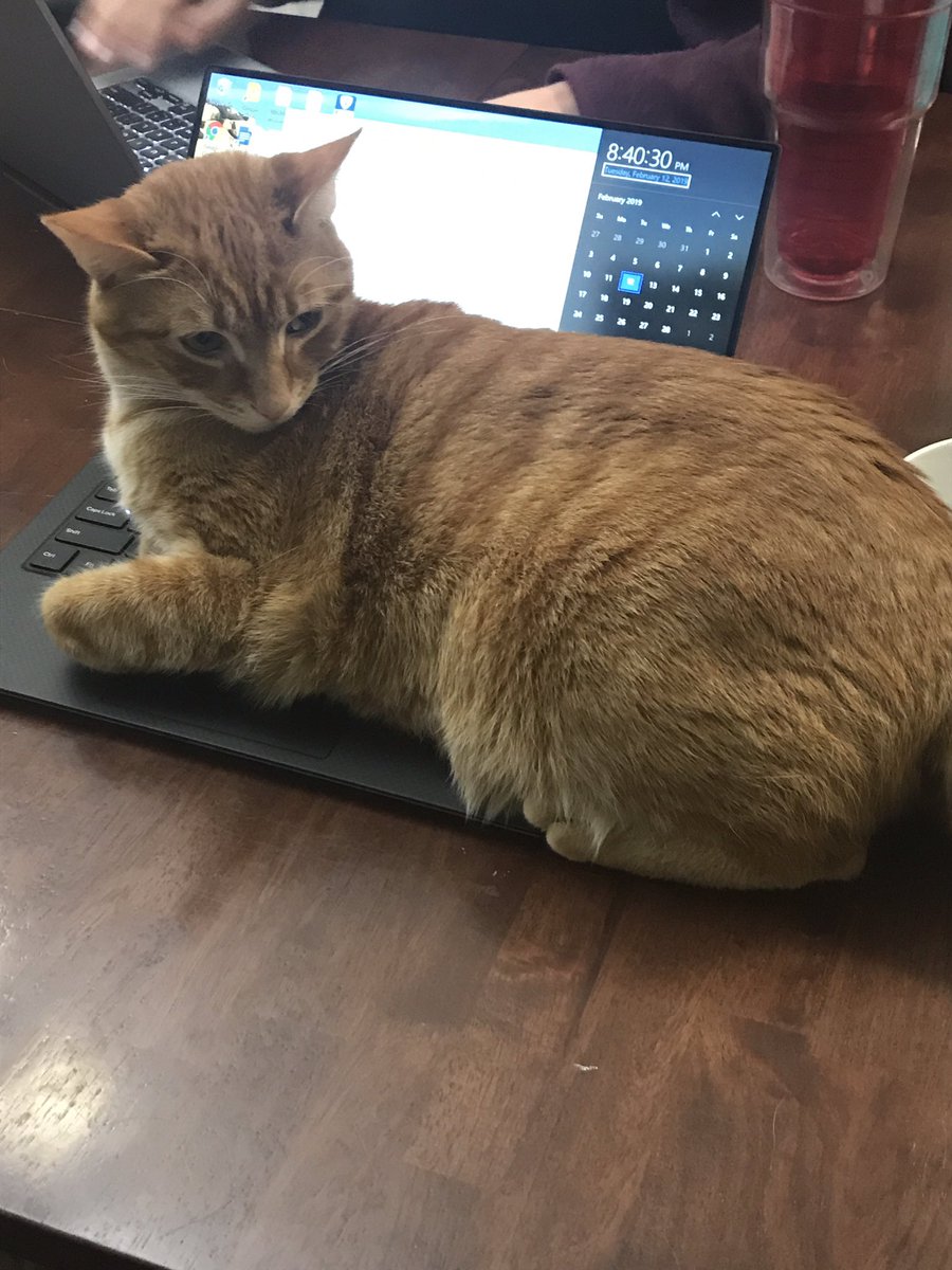RebeccaLange87's tweet photo. Good thing I wasn’t studying or anything #pharmacology #thecatwon #studybuddy https://t.co/LDnM3Ep4Xc