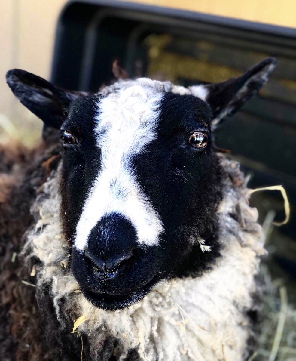 RileyFarmRescue's tweet image. What&apos;s Hope&apos;s favorite song? &quot;What is 💕 love? Baby don&apos;t herd me no more...&quot; 💃🏻lol . A warm #gooodnight to sponsor moms Carla devita LaPrade and @Giaccos_mom 

#nightattheroxbury #sheephumor #snowday #lamblove