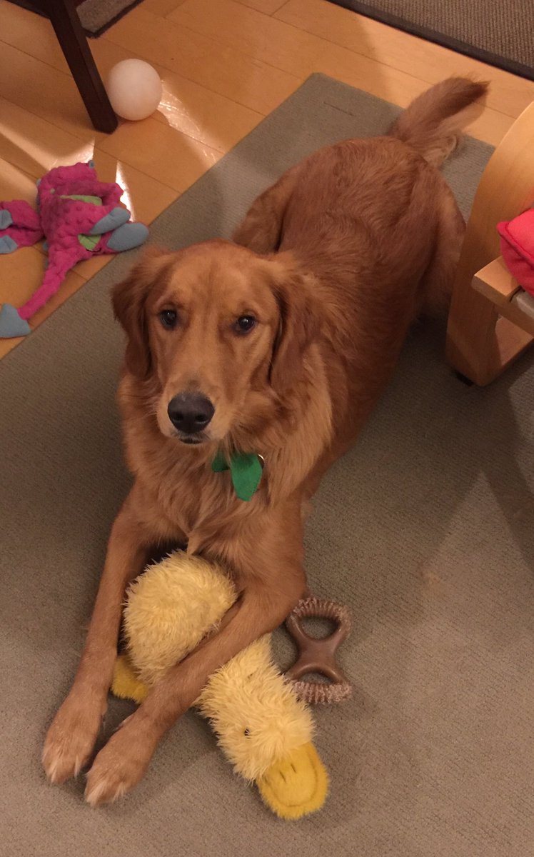 Truman watching the Westminster Dog Show... #WKCDogShow #BestAtHomeContest #goldenretriever
