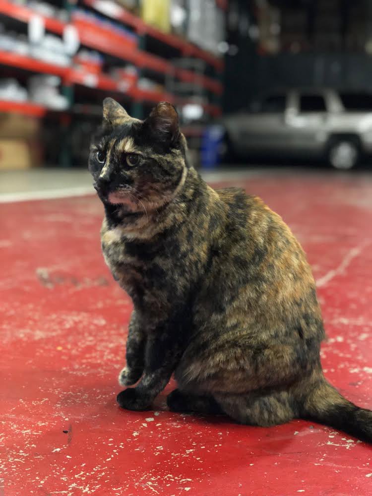 DionLimTV's tweet photo. ⭐️ BREAKING ⭐️ just spoke with fire 🔥 commissioner Joe Alioto Veronese— who says he will fight to get Edna the cat 🐱 back to department 49! He does not buy the SFFD’s reasoning to ban animals. #EdnaStays #Ednathecat https://t.co/8FMVgvGHtr