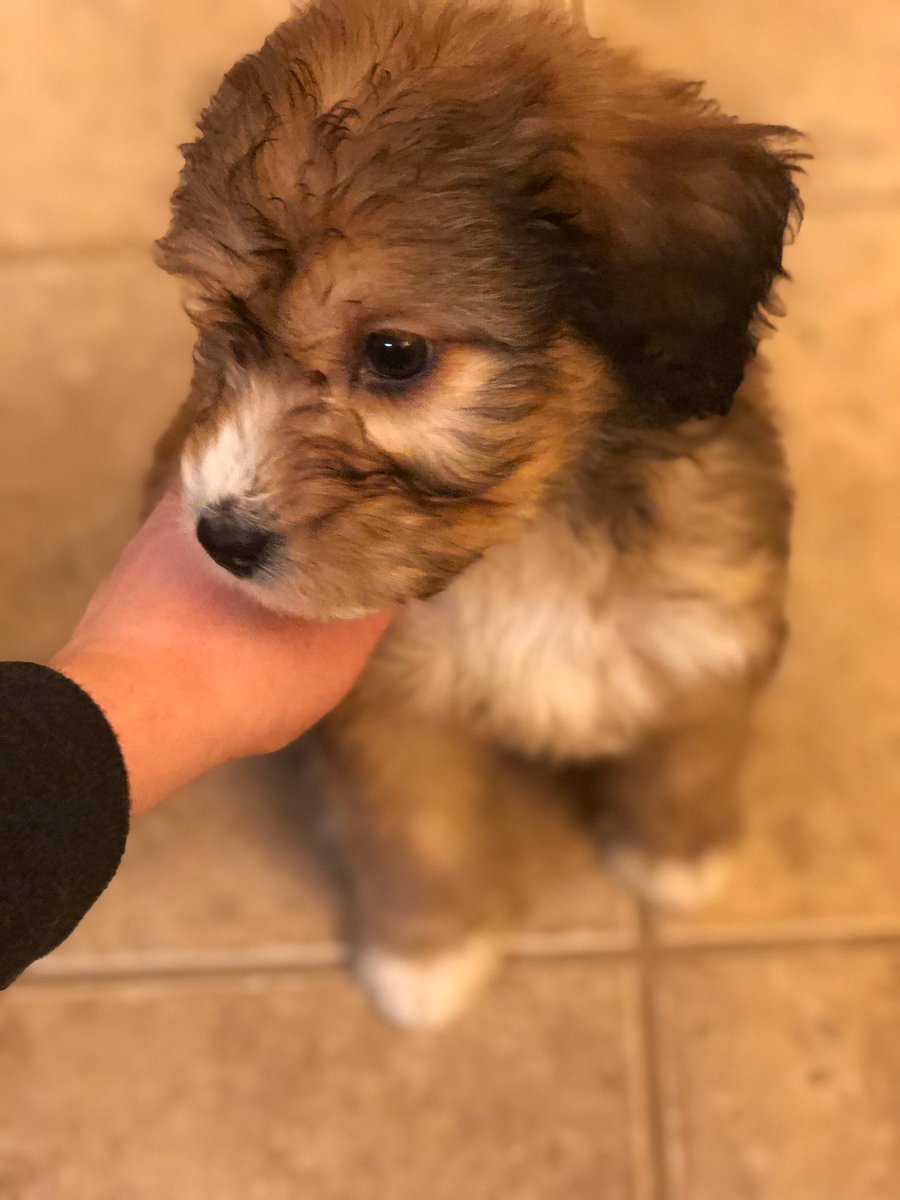 JulieJustin2's tweet photo. Welcome to the fam little Belle💗@Kbrooks_6 @epeterson013 https://t.co/DAoG3aa1GT