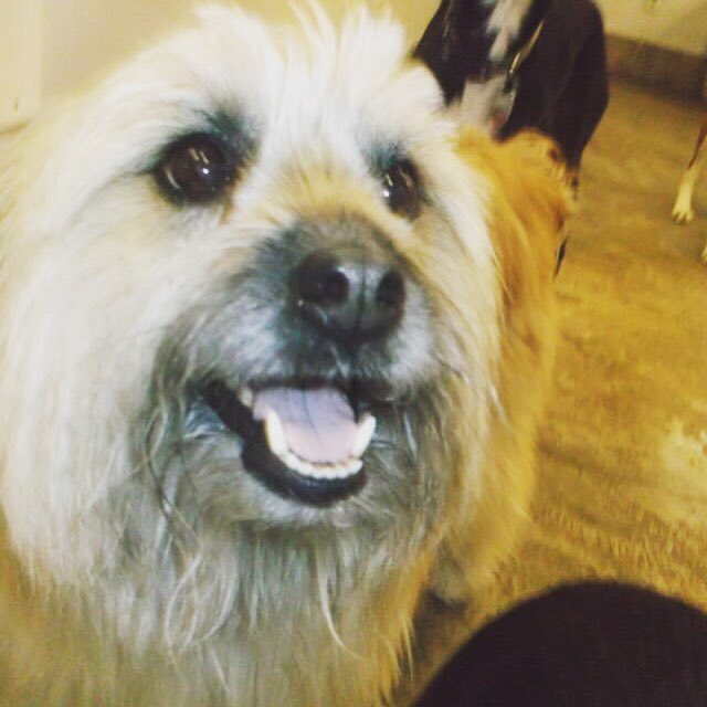 PETSatPLAYrva's tweet photo. #thatface #ilovethem https://t.co/eiww4a8Uum