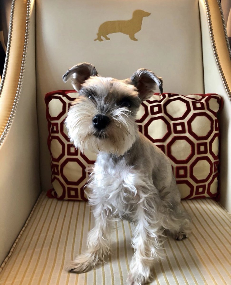 MaxElvisDuran's tweet photo. I have the best seat in the house. Watching #wkcdogshow #BestAtHomeContest https://t.co/aTKXOHeOmv