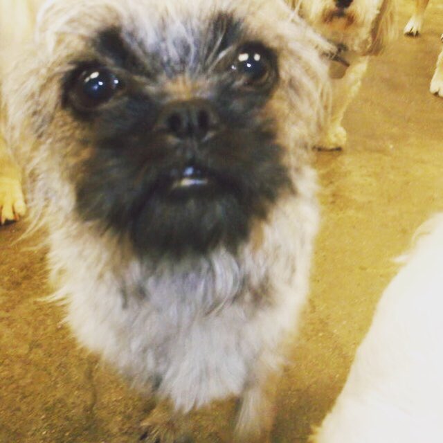 PETSatPLAYrva's tweet photo. #churchhill #dogsofinstagram #doggiedaycare #rva #rvadog #rvadogs #ilovemydogs #dog 
#dogfriends ##dogsofinstagram #dogs #dogstagram #doggy #dogsofinstaworld #doglovers #dogs_of_instagram #dog_features #dogs_of_world #puppylove https://t.co/vSmbC8vTce