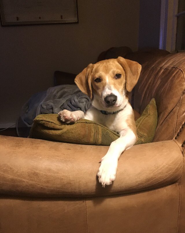 “What do you mean you want to change the channel?” #WKCDogShow #BestAtHomeContest #WKCDOGS