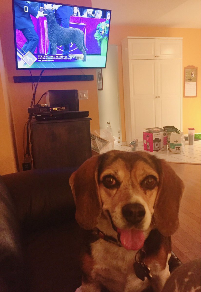 Watching with my Samantha #BestAtHomeContest #WKCDogShow