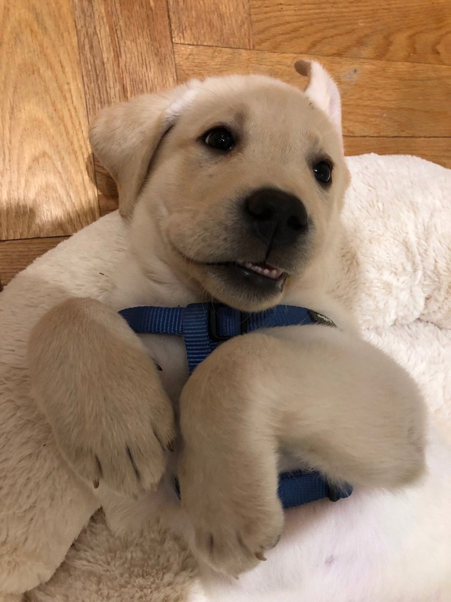 Introducing you to the #WKCDogShow newest fan. #BestAtHomeContest