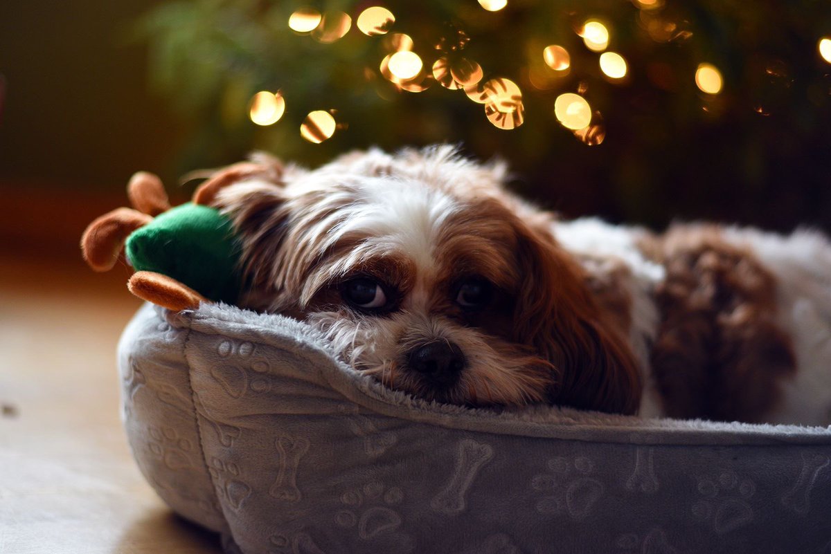 #BestAtHomeContest #teddybear