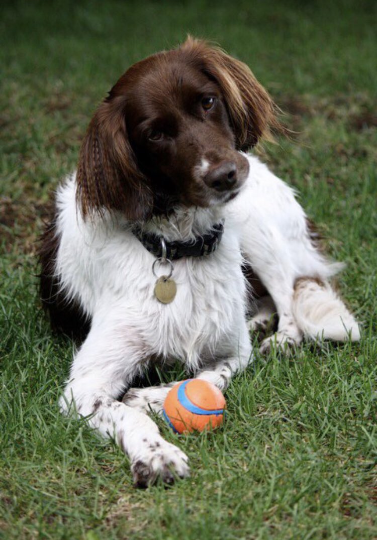 yettevan's tweet photo. Ruby always ready for fun. #WestminsterDogShow #BestAtHomeContest https://t.co/wSjC6VtvHz