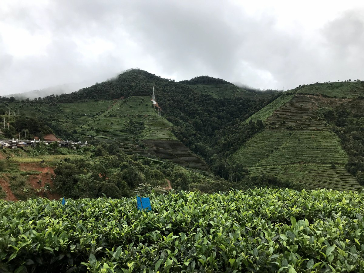 teaandbetter's tweet photo. If you ever wonder to visit an amazing, impressive and charming tea garden, Zuxiang would be your first choice.
https://t.co/LhS4HQybMR
#organictea #tea #looseleaftea #teatime #tealover #teawholesale #yunnantea #teafarmers #wholesaletea #teacake #whitetea #puerh #blacktea https://t.co/LPbuTPknsb