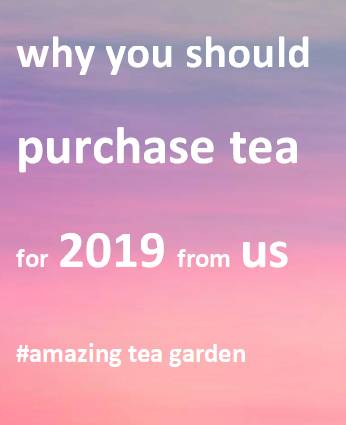 teaandbetter's tweet photo. If you ever wonder to visit an amazing, impressive and charming tea garden, Zuxiang would be your first choice.
https://t.co/LhS4HQybMR
#organictea #tea #looseleaftea #teatime #tealover #teawholesale #yunnantea #teafarmers #wholesaletea #teacake #whitetea #puerh #blacktea https://t.co/LPbuTPknsb