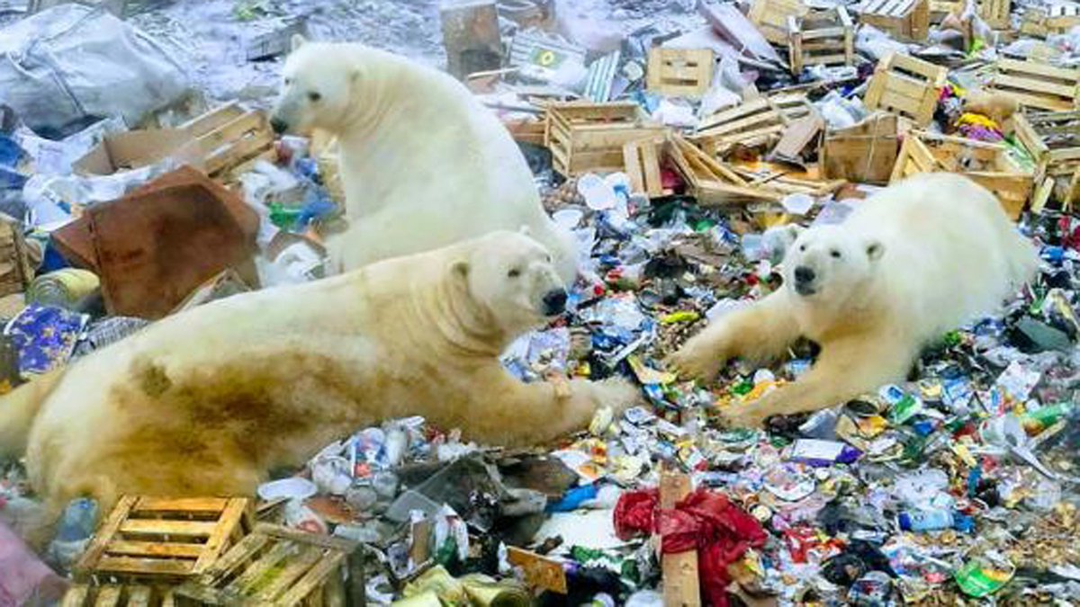 greennomad61's tweet photo. @DeAnnLowe14 @SusanDuncanolp @Russia @KremlinRussia_E Sadly as #ClimateChange accelerates we will see this happening more and more, as scientists have predicted.
Animal refugees as well as human.

#SaveThePolarBears
#NoCull 👉 #Russia https://t.co/2vbxWkCd1Z