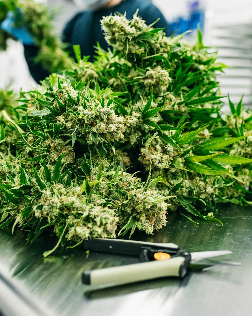 A shot of a stunning, full bouquet ready for trimming at Thrive HQ #CannabisThrives #ThriveCannabis #Cannabis #CraftCannabis #CanadianCannabis #CannabisCommunity