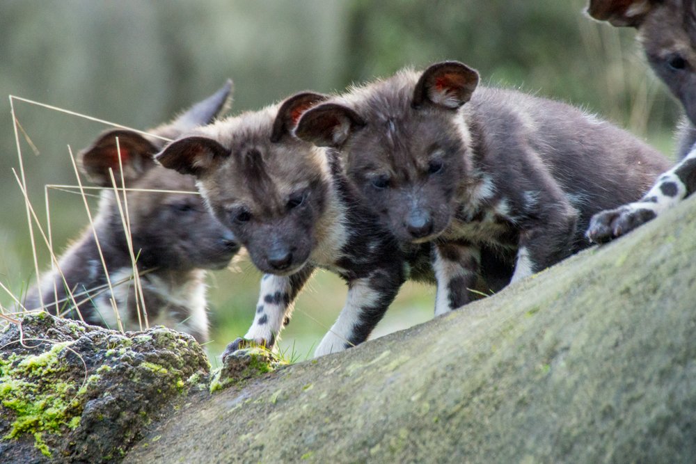 We're GIVING AWAY TICKETS to <a href="/OregonZoo/">Oregon Zoo</a> Pub Talk: Protecting Endangered Painted Dogs on March 19 featuring Greg Rasmussen, founder of <a href="/PaintedDogs/">Painted Dog Research</a> Research ----> bit.ly/2SE890D