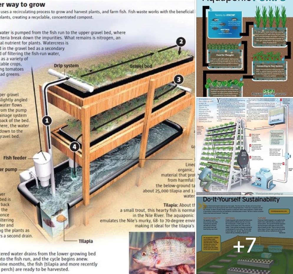 Crowdfunding_PR's tweet photo. Off Grid Living: Infographic Tutorials on How to Make an Aquaponic Garden with a Fish Holding tanks
See more Aquaponic Garden photos:
https://t.co/mY3x7Vdw7q
#OffGridLiving #LivingOffGrid #Aquaponics #Fish #Garden #Biofilter #BellSiphon #LED #Grow #Lights #IBCTotes #FishTank https://t.co/UFS6PhXGE2