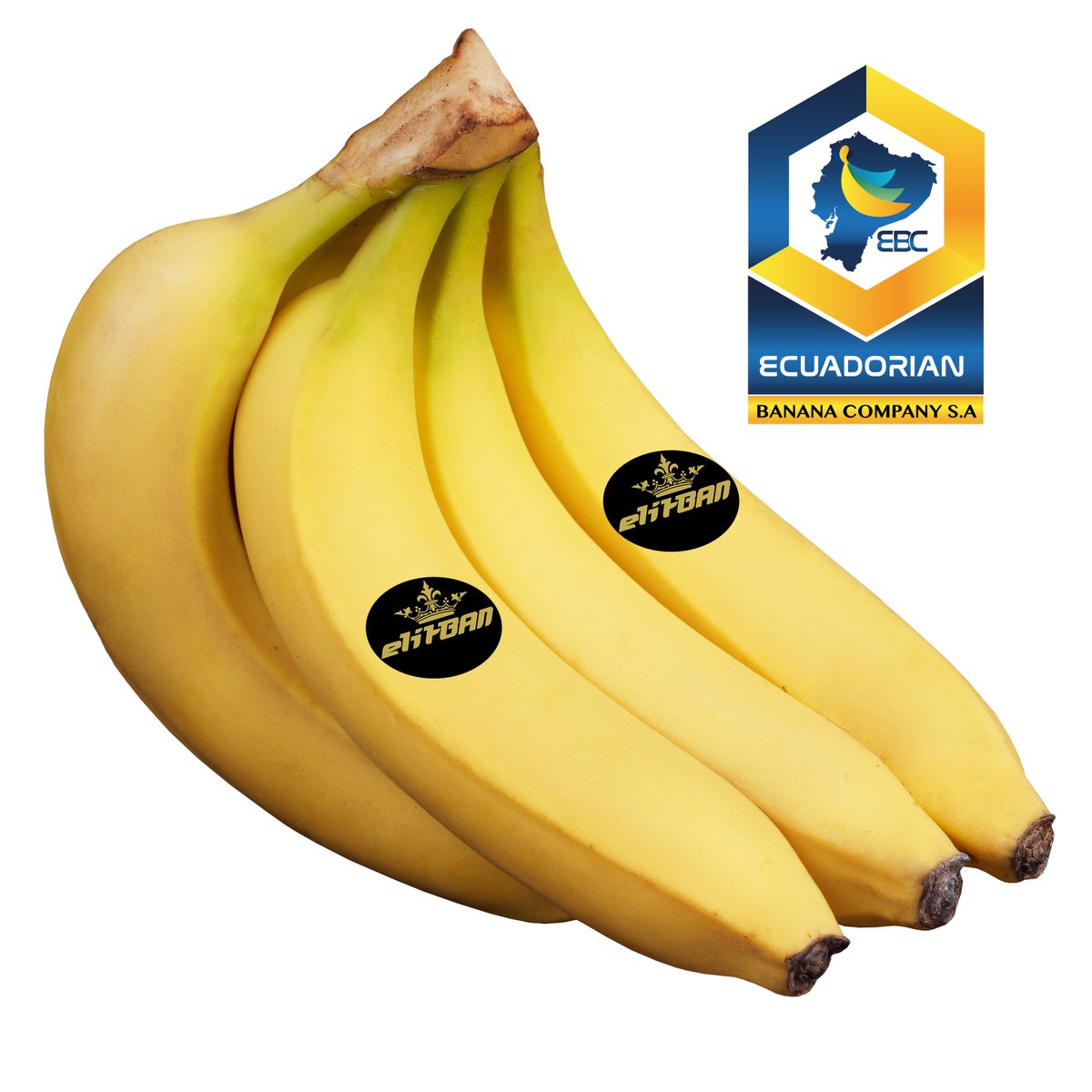 ECUADORIAN BANANA COMPANY S.A (ecuadorian_a) Twitter