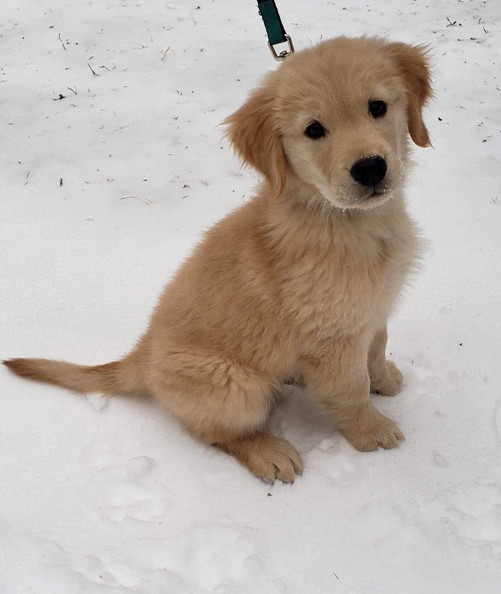 Angevine Farm tweet media