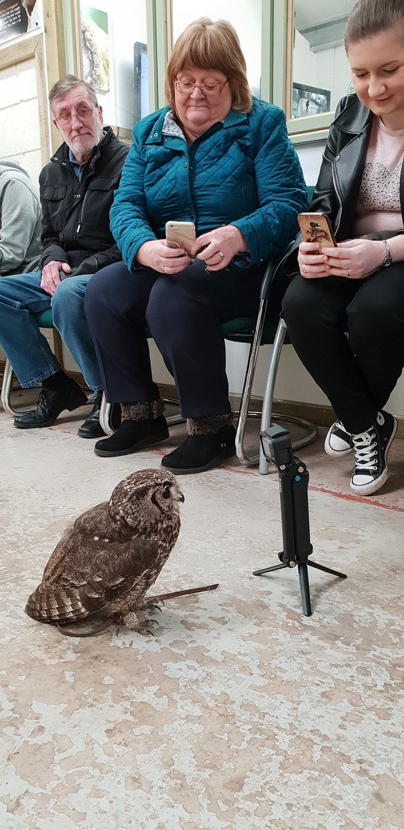 Shropshire Falconry tweet media