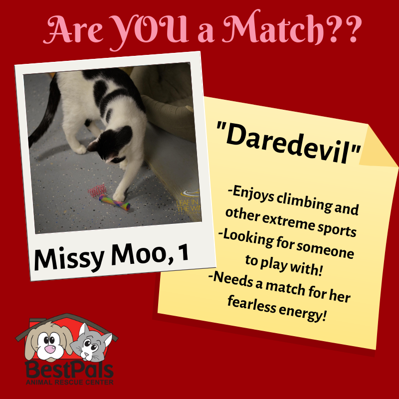 Almost 1 yr old and #fearless! She is a playful, active cat that is fun to watch!  She loves heights (yes, you might find her on top of your fridge) and loves running around. Her toys bring her great joy. #missymoo #catsofinstagram #adoptionspecial