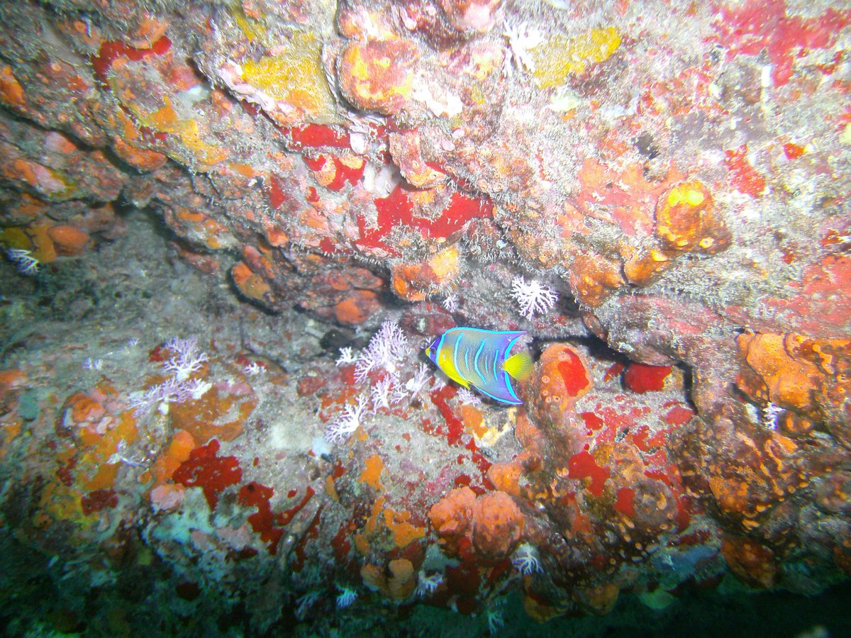 ChartersTropic's tweet photo. Beautiful juvenile Queen Angelfish seen on a dive on Norman Island.  So beautiful! @ChartersTropic @Normanisland @scubadiverlife @boatlife #mylife #boatlife https://t.co/bzg7SSBZxB