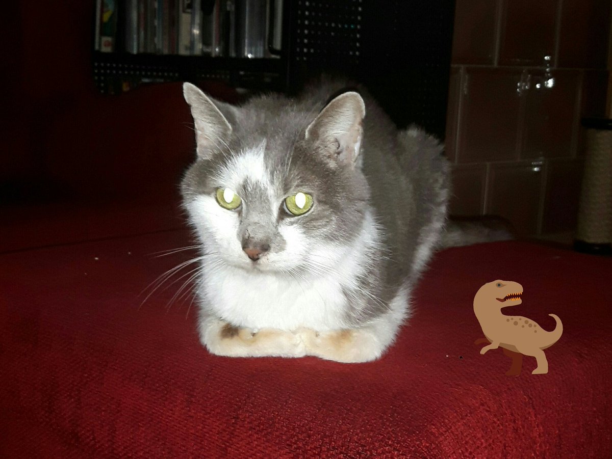 thegreatsmokey's tweet photo. #LaserKitty https://t.co/cEC1IBc8u2