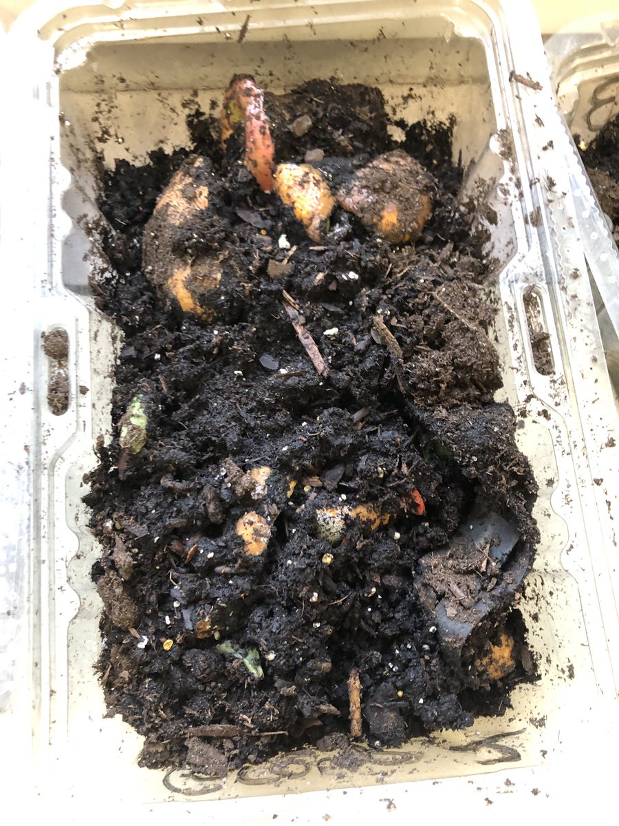 s_upes's tweet photo. #compost #signage #seedlings Ms. Zeis and her students are working diligently to try and win the Smoothie Party! @givinggardenUP https://t.co/6tHH6TTVfF