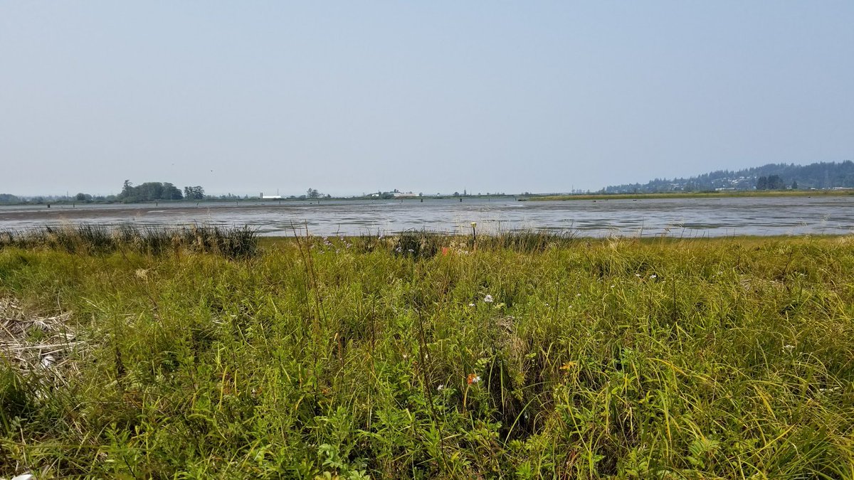 #DYK that coastal wetlands are able to store carbon at rates TEN TIMES greater than
forests?! #iheartestuaries #estuarylove #bluecarbon #coastalconservation #NationalEstuaryProgram