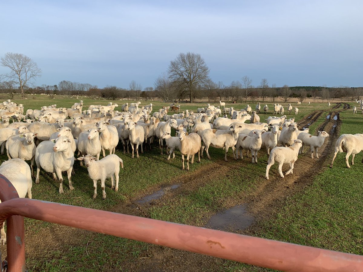 No labor issues here at Sand Spur farm! It sure was fun watching Tex work sheep for Mr. Rodney. They raise and sell market sheep here in north MS. #AgLead