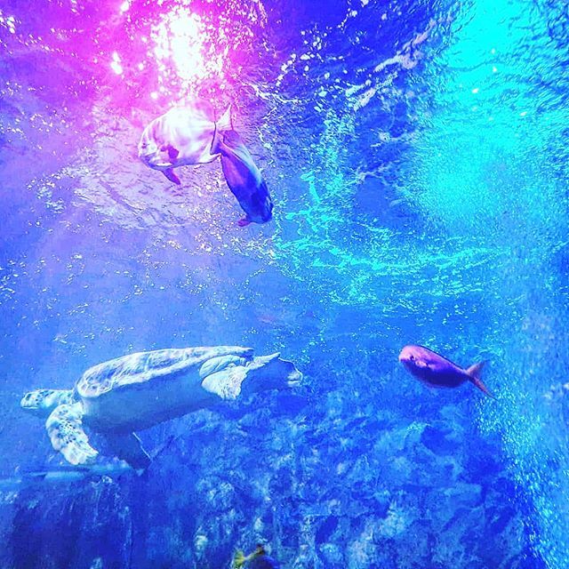 62ndBeauty's tweet photo. Age of aquarium.
.
.
.
.
.
.
.
.
.
.
.
.
.
#aquarium #fish #underwater #date #london #uk #visitlondon #valentines #galentinesday #love #sea #lbloggers #life #happy #travel #nature #happiness #picoftheday #instagood #happyday #smile #happytime #happyplace… https://t.co/bqOvVvJ47y https://t.co/sc6sFJApAP