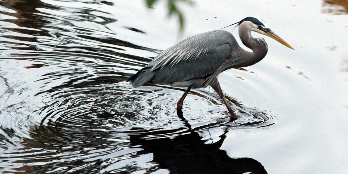 ODU's tweet photo. One would not expect to find wildlife on an urban campus. However, #ODU has an array of birds that will catch any watcher's eye. 📸: Chuck Thomas and David B. Hollingsworth. https://t.co/HQulSYZYHE