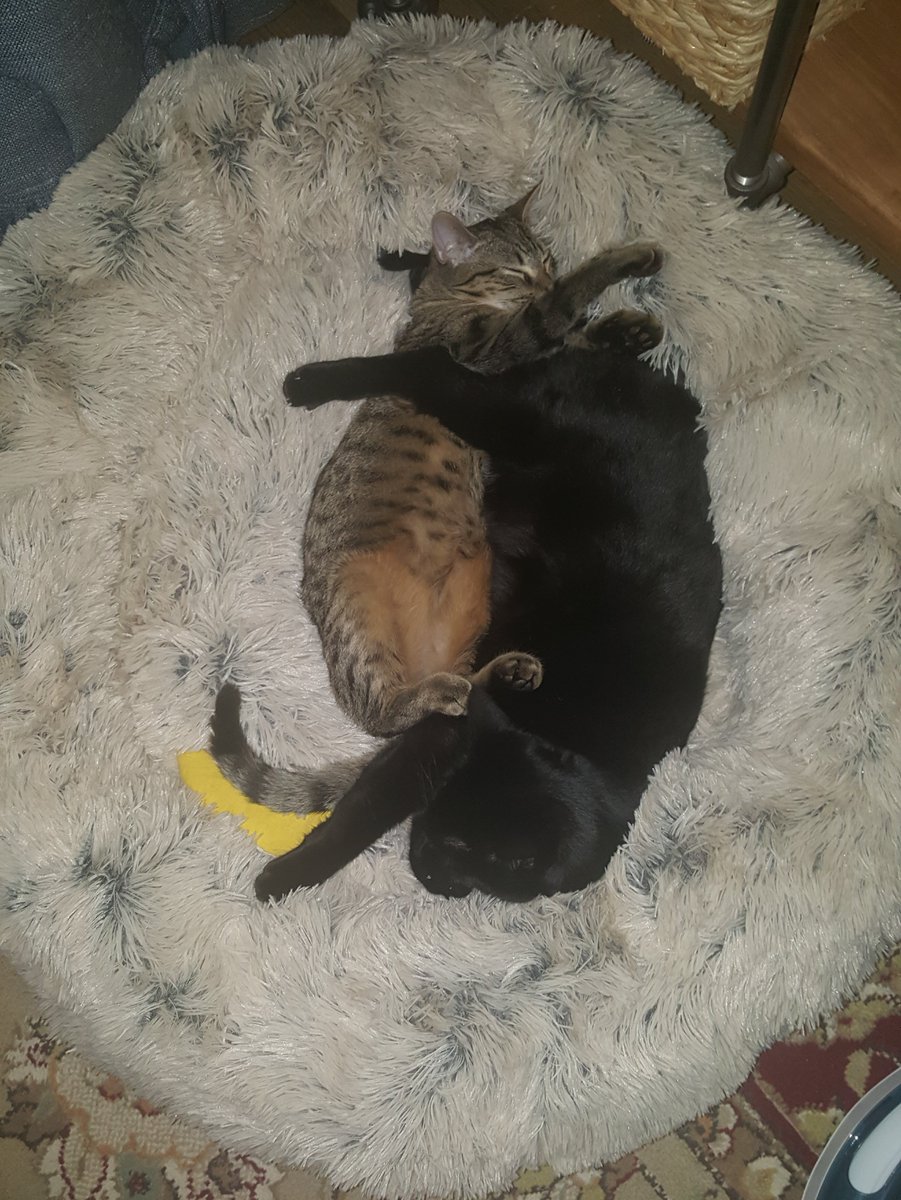 quillicent's tweet photo. Our Pusheen bed was too small for the two of us, and sometimes our brother liked to sleep in it, so Mama bought us a big fluffy new bed. And yet, we still fight over space. https://t.co/gvUv5E75SZ