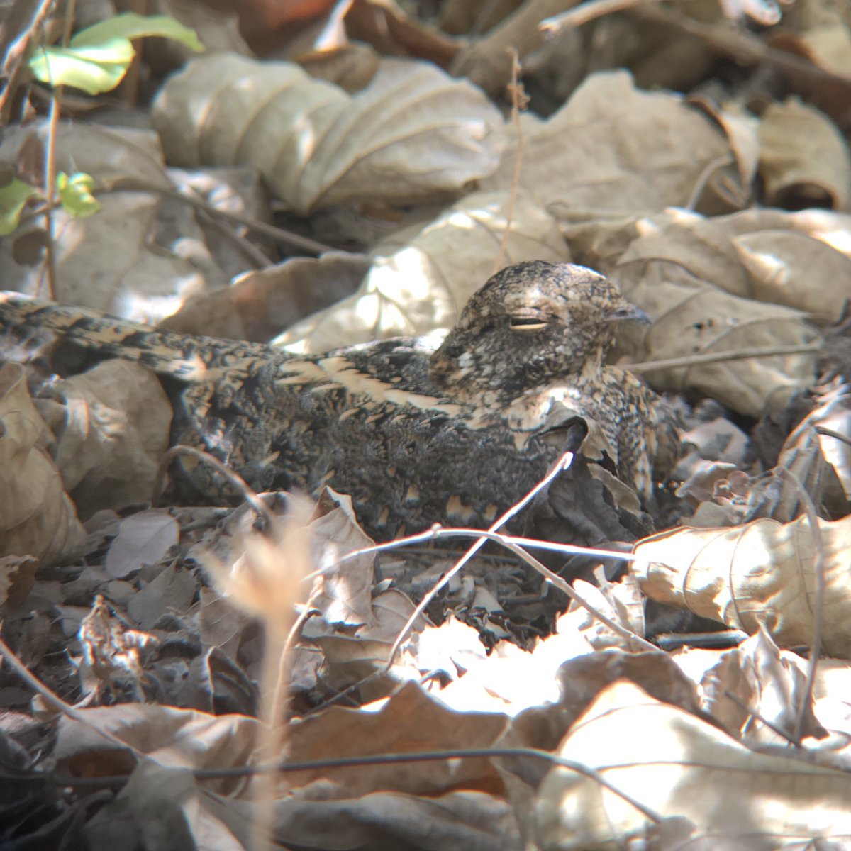 1ChrisGreenwood's tweet photo. Standard Winged Nightjar. #notstandard https://t.co/n5igSS8JV8