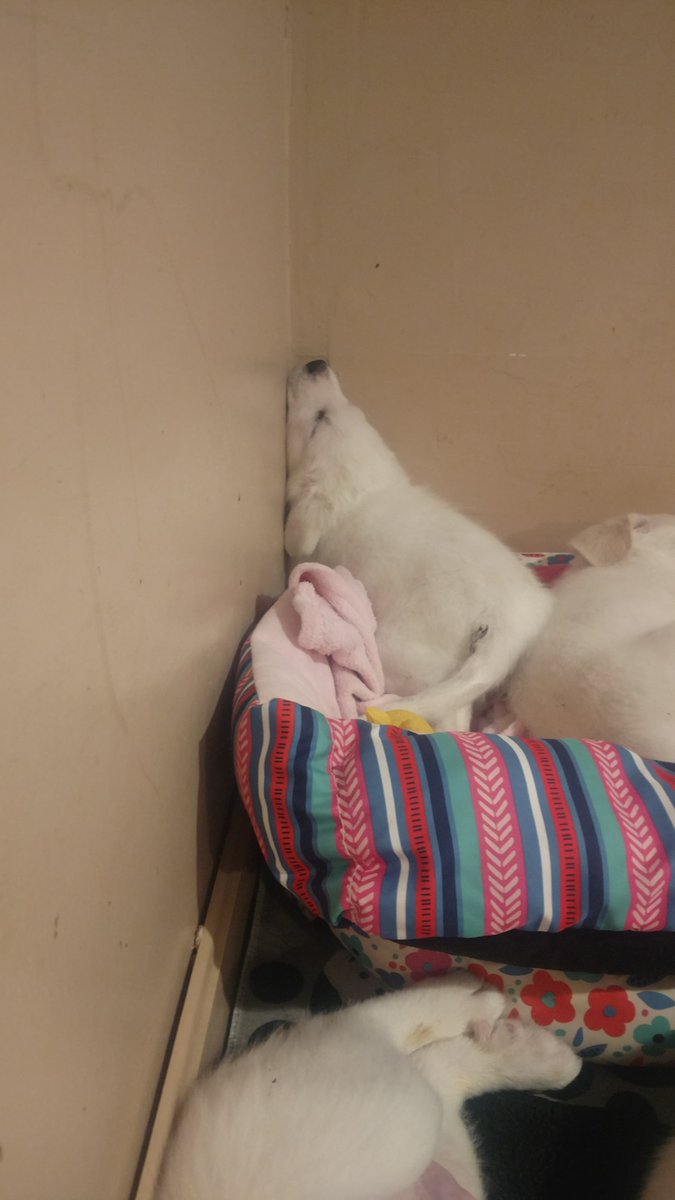 WhiteRiverDog's tweet image. Yes, we are so cute  ❤️😍 but we also need PUPPY PADS! 

We are using them so quickly and our foster can't keep up :) 

To give puppy pads, please see our wishlist: ow.ly/v2SJ30nE7dy

Thank you so much :) 

#christmaspuppies #puppypads