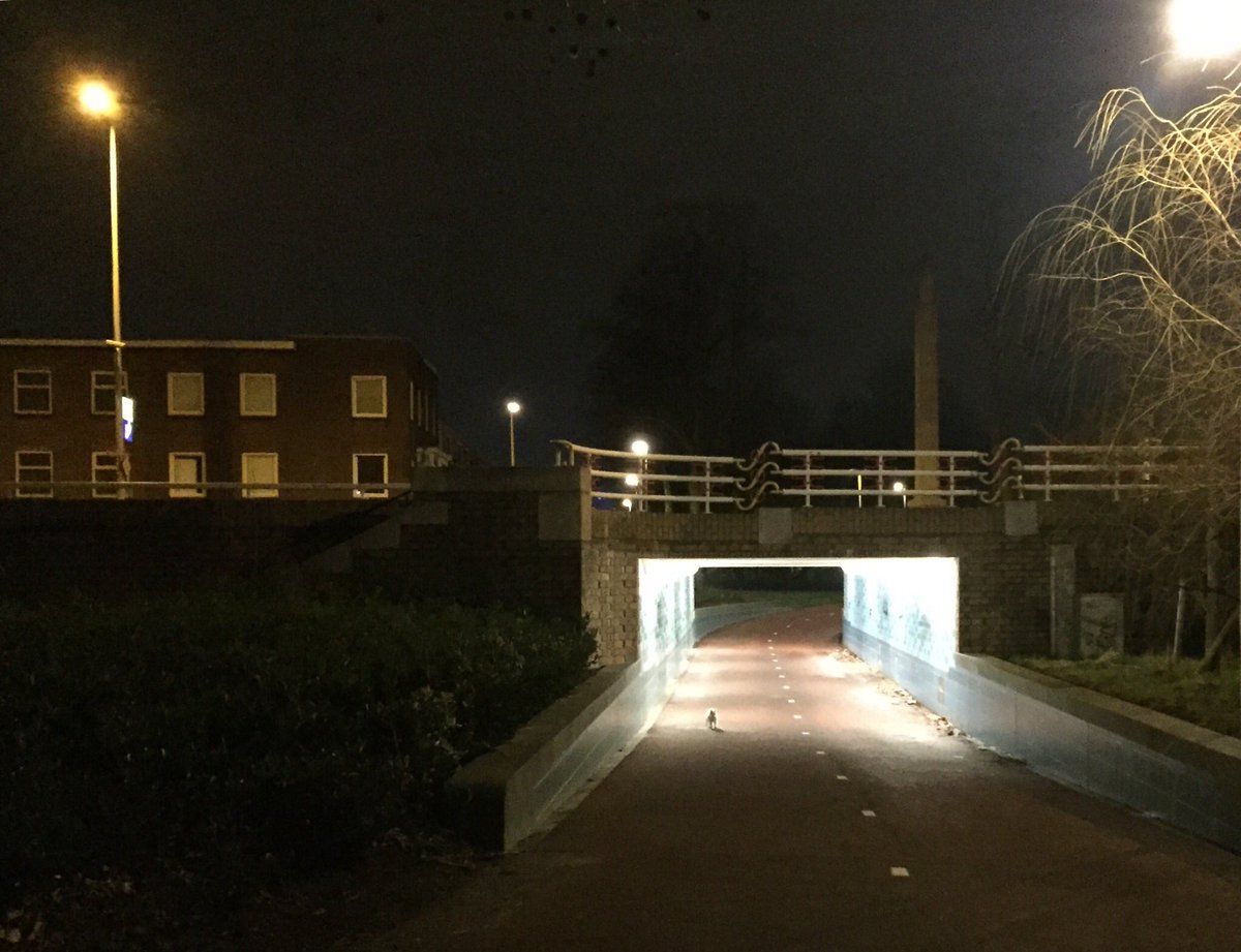 Poezen uitlaten voor t slapen gaan. #elkedageenwandeling #lombok