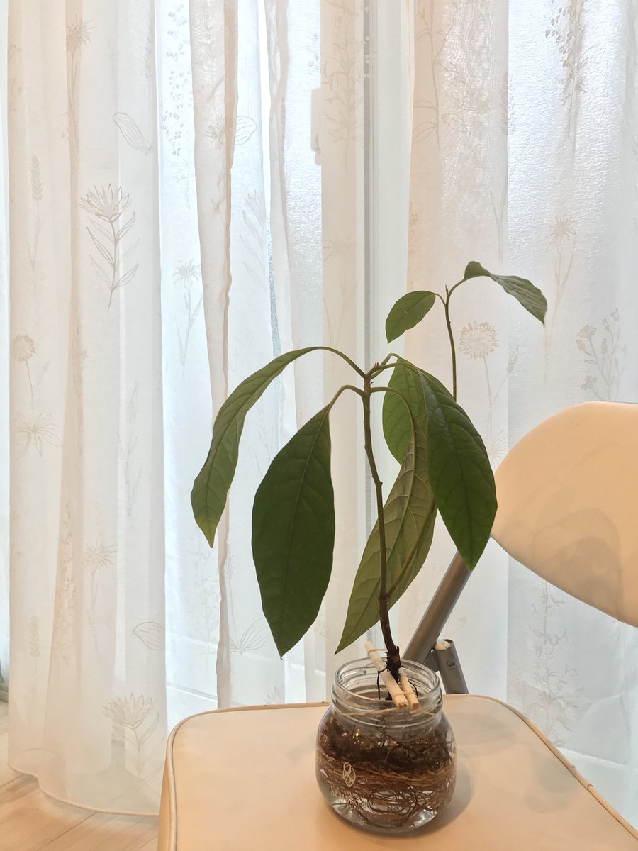 Yasuka M 鉄錆師 Pa Twitter 種から育った観葉植物のアボカド君がなかなか立派になってきました 一枚の葉っぱがこ んなに大きい 観葉植物 アボカド 水耕栽培