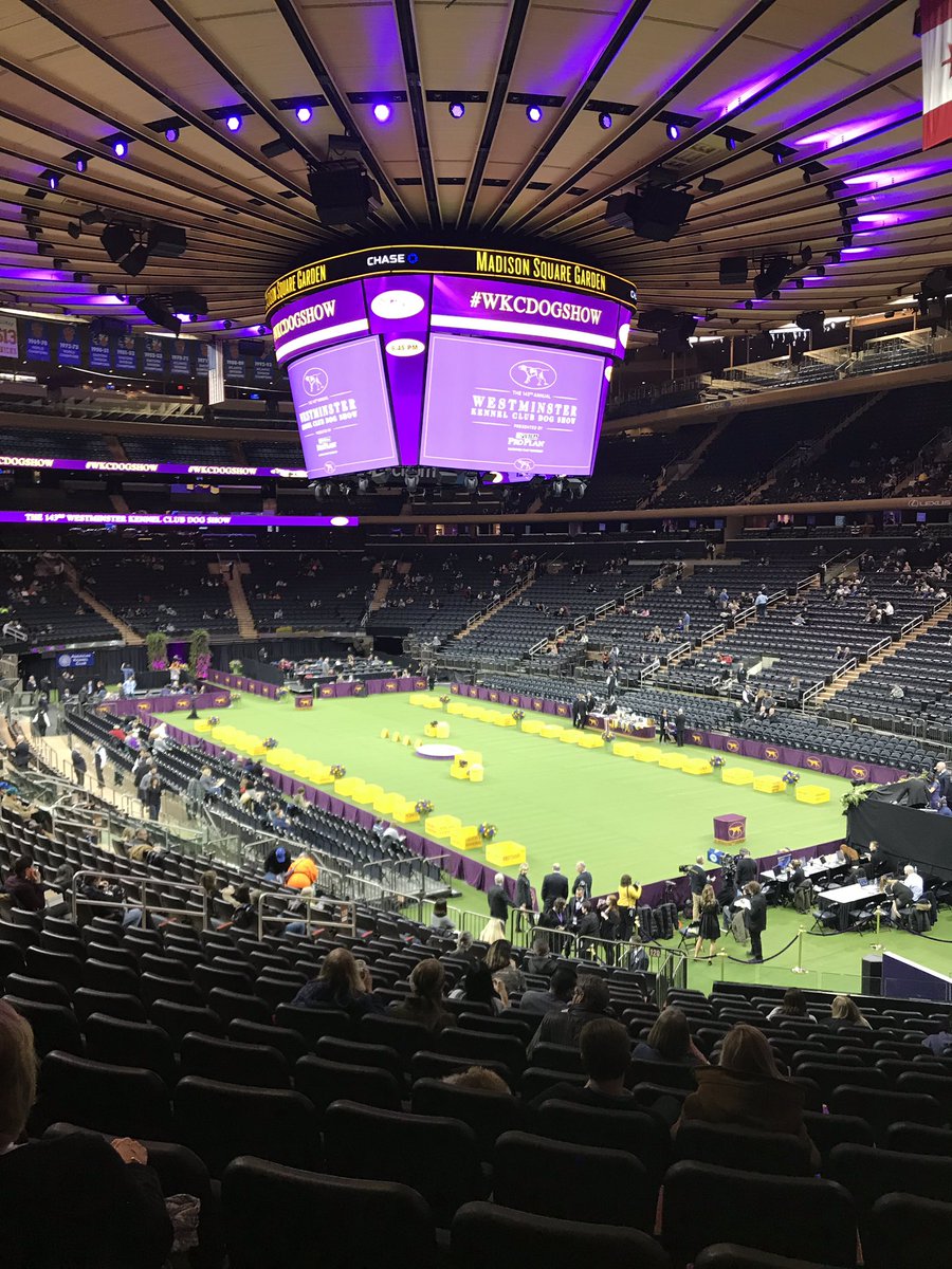 Silkcroft's tweet photo. Team Silkcroft have arrived @WKCDOGS 😬🍻🇺🇸👍🏻 #SCWT #softcoated #wheaten #wheatenterrier https://t.co/OBLOCHMPur