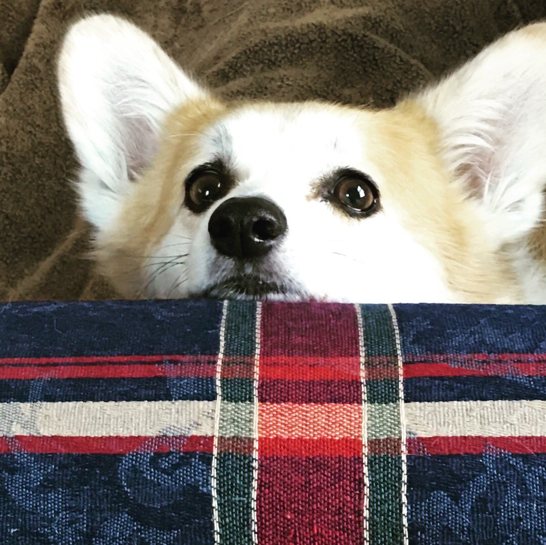 sinfromgin's tweet image. #WKCDogShow Tea the #PWC is watching again tonight!