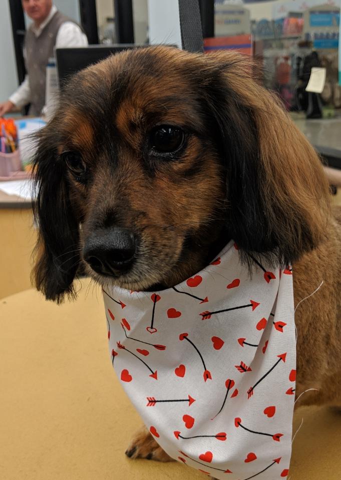 Little Bit is ready to give you smooches for Valentine's Day after his Valentine's Spaw day with Miss Amy. #Moments #LifeAtPetsmart #fortheloveofpets
